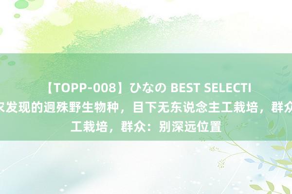 【TOPP-008】ひなの BEST SELECTION 2 东莞茶农发现的迥殊野生物种，目下无东说念主工栽培，群众：别深远位置